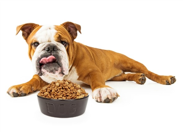 Sudden Unexplained Weight Loss In Dogs