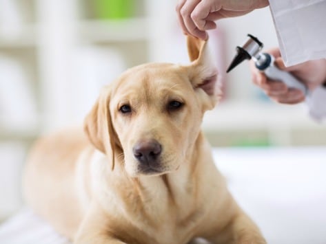 What is a good home remedy for a dog ear infection?