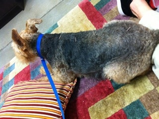 alternative medicine, acupuncture dog
