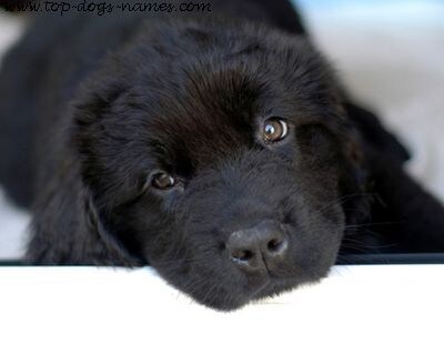 Animal Adoption Centers Colorado on Big Black Dogs Strike Fear Into Potential Adopters  Hearts   Petmd