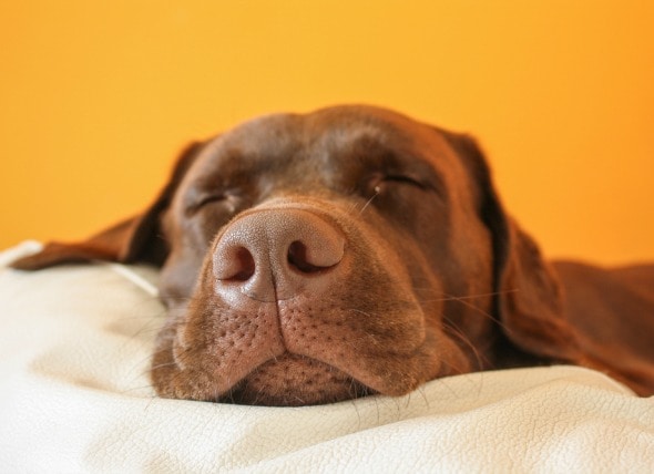 Nose and Sinus cancer (Squamous Cell Carcinoma) in Dogs | petMD