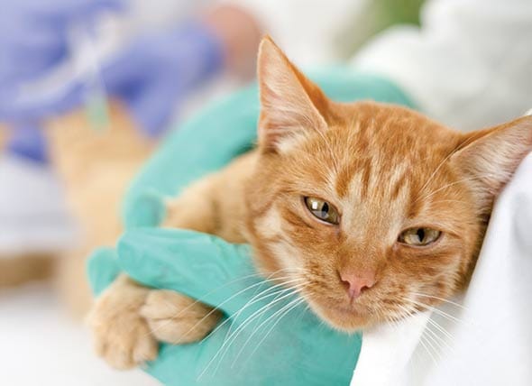 Is There a Cure on the Horizon for FIP? New Options for Treating FIP