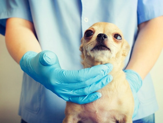 5 Signs of Parvo in Dogs petMD