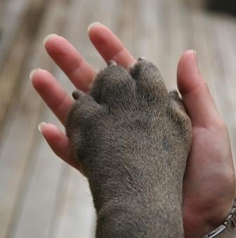 dog paw, dog foot, hot pavement, walking dogs on hot ground, burnt foot pads