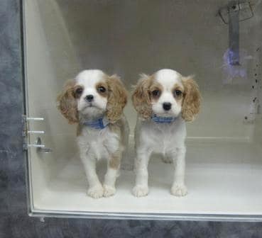 pet store puppy, pet sales, consumer protection for pet owners
