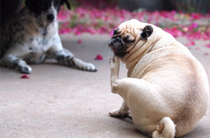 Natural Remedies for Itchy Dogs