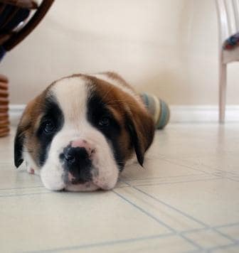 poor puppy, puppy shots, puppy vaccinations, sad puppy, puppy on floor