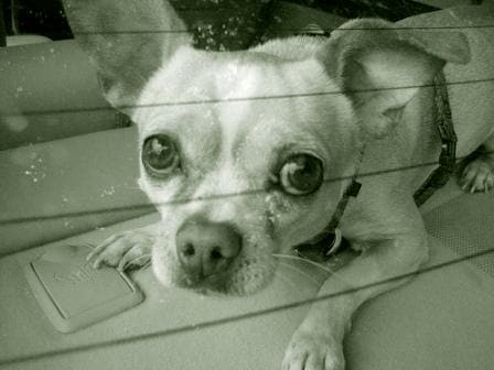 dog in hot car, dog in car, poor puppy, abused dog, neglected dog, bad pet owner