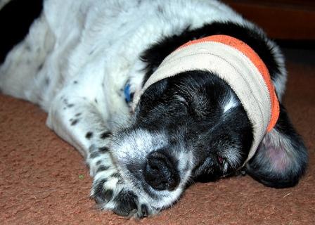 dog post surgery, dog after operation, dog head injury, dog getting better, dog bandaged head
