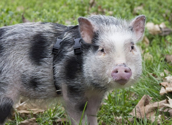 The Guide To Owning A Potbellied Pig Petmd