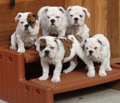 five puppies, bulldog puppies