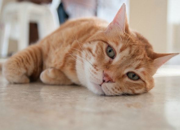 Rat Poisoning in Cats | petMD