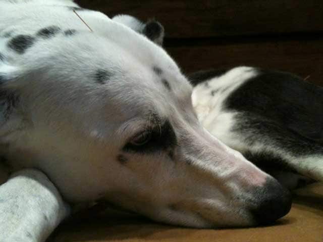 dalmation, arthritis, acupuncture for pets, dog acupuncture, degenerative joint disease, degenerative myelopathy