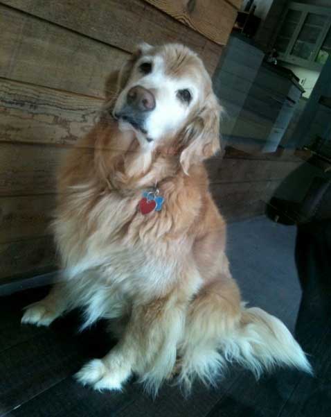 window reflection, cancer in dog, ruptured cruciate