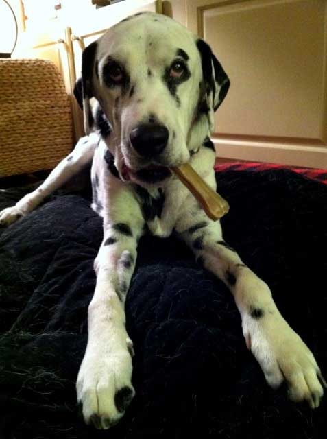 dalmation, arthritis, cuchings disease, dog with bone