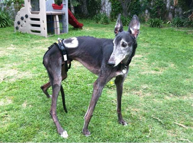 spinal tumor in dog, hip harness, dog, medical