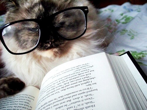 kitty reading