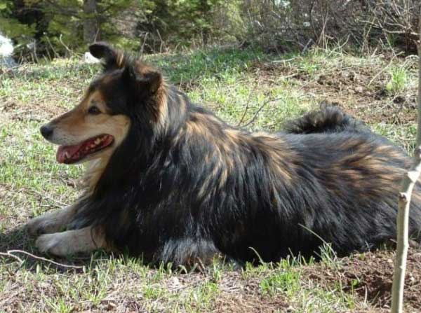collie, farm dog, dog on porch, holiday story, dog story, happy story, children and dogs