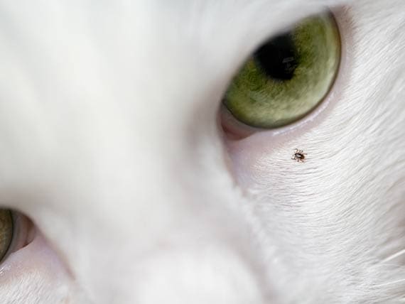 Removing ticks with a minimum of stress and strife petMD