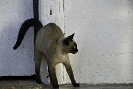 scared cat, halloween safety for cats, siamese cat