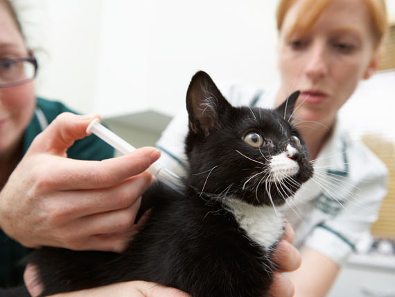 Can Injections Help to Cure Injection Site (ISS)? petMD