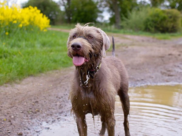 parasites in water, dog splashing in puddle