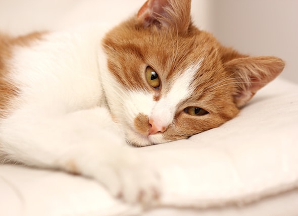 How to Tell if Your Cat is Sick petMD