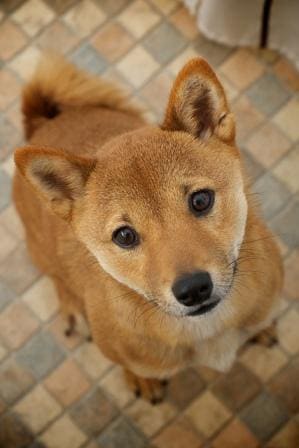 puppt training, sitting for treat, teach dog to sit