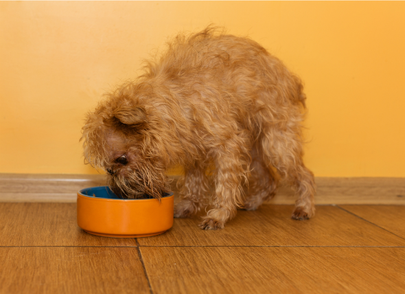 Skin Problems In Dogs And Diet