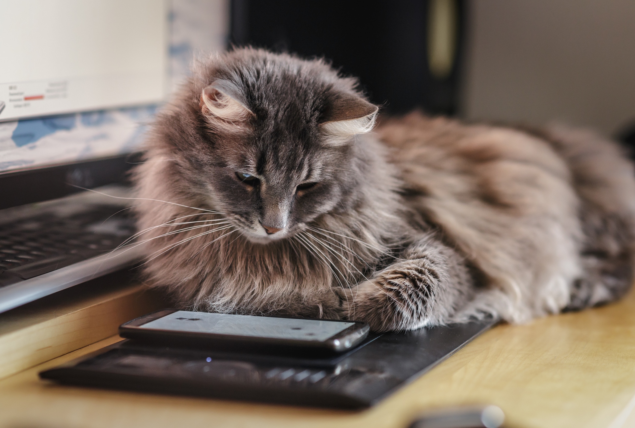How to Tell if a Cat is Smart | PetMD