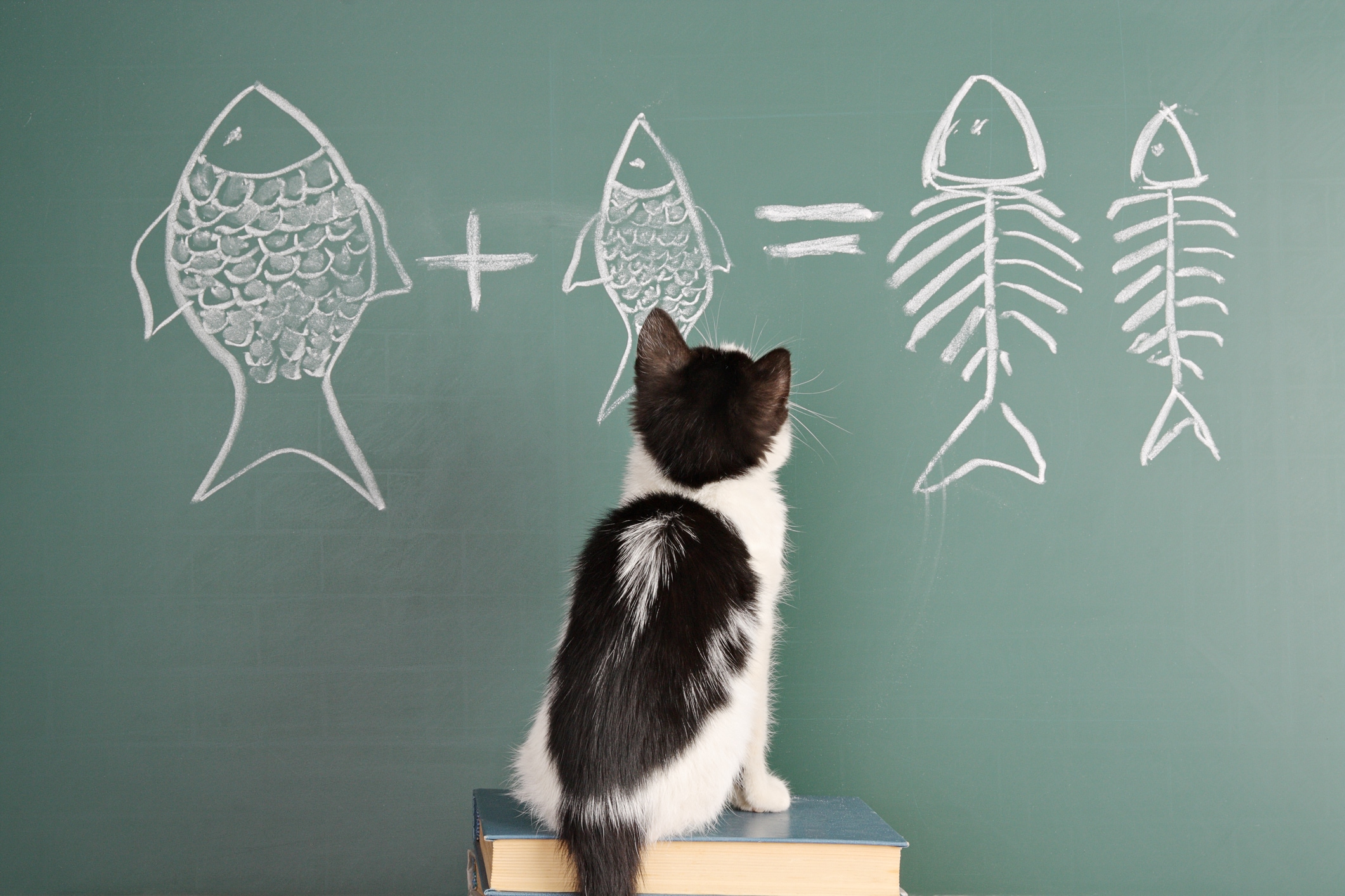 How to Tell if a Cat is Smart | PetMD