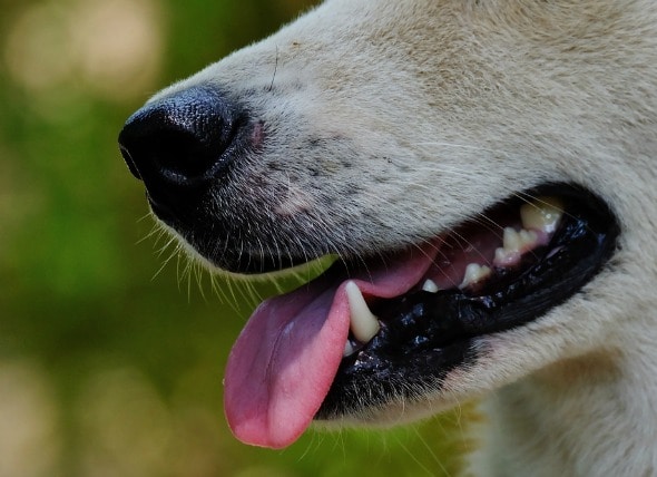 Swelling Of The Salivary Gland In Dogs Petmd