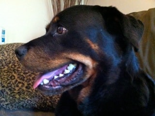 black dog, black rottweiler, black and tan dog, dogs with cancer