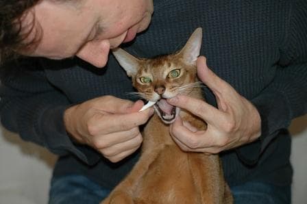 brushing my cat's teeth