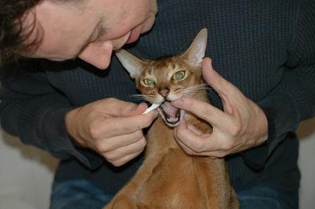 brushing cats teeth, feline dental care, oral health for cats