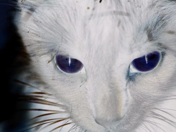 Cats Can see Ultraviolet Light