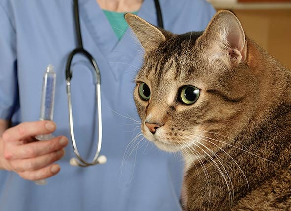 Why Do Veterinarians Charge as Much as They Do? What You Are Paying