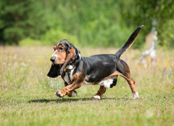 Wobbler Syndrome in Dogs petMD