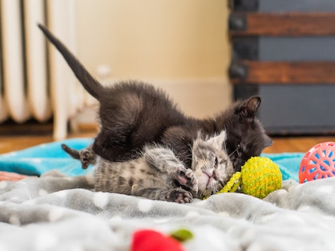 Two Orphaned Kittens Get A Second Chance At Life And A Fun Playdate Petmd