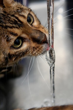 cat drinking water, FIC, getting cat to drink more water, urinary problems in cats, importance of water for cats