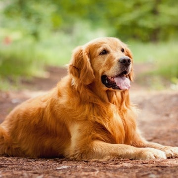 best dog breeds to have as pets