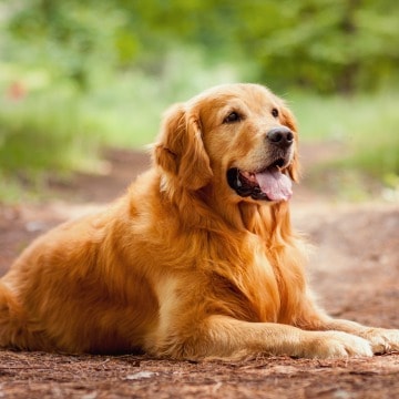 best dogs for family pets