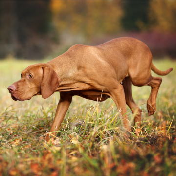 patient dog breeds