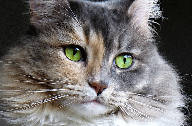 Cat Eye Conditions and Diseases | PetMD