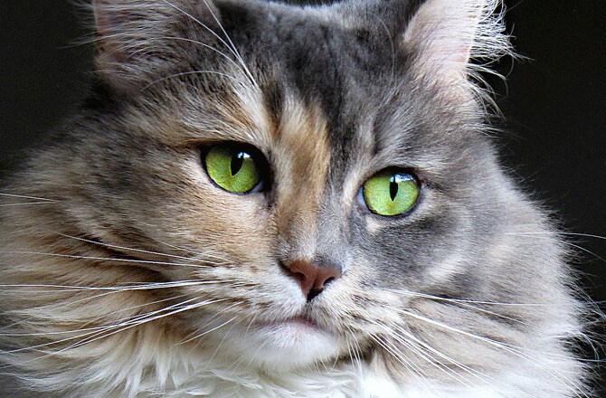  Cat  Eye  Conditions and Diseases PetMD