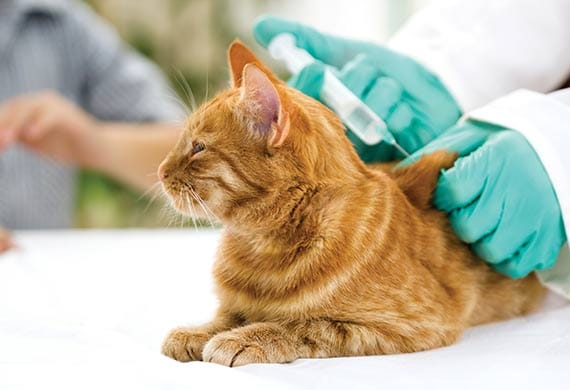 The Five Vaccines Your Cat Needs the Most PetMD