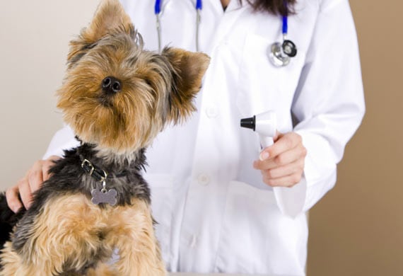 Ten Natural Methods for Controlling Fleas in Dogs | petMD