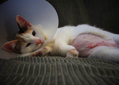 spayed cat