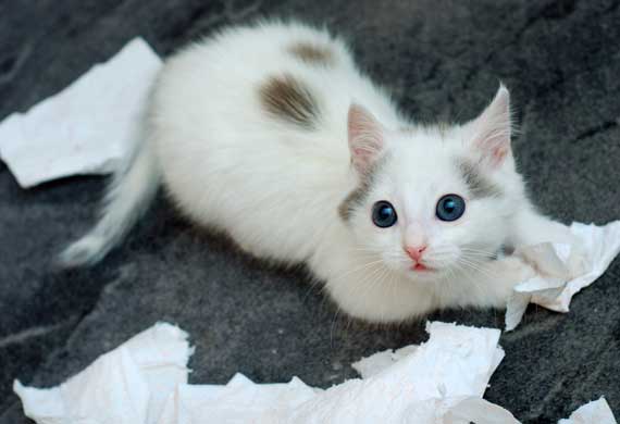 white hypoallergenic cats