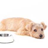 Using Diet To Treat Diarrhea In Dogs Petmd